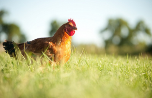 Free Range Chicken (photo credit: http://appenzellfarm.com/)