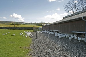 "Free Range" Coop (photo credit: http://okanepoultry.com)